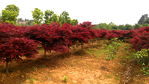 91香蕉视频色片園紅楓