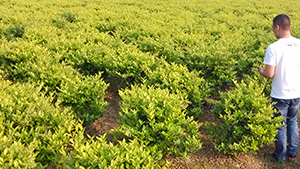 91香蕉视频色片園金身女貞球