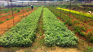 91香蕉视频色片園金邊黃楊苗