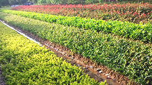 91香蕉视频色片園各類小苗