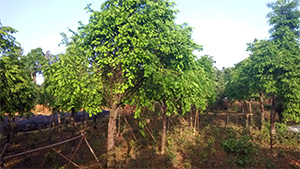 91香蕉视频色片園紅豆杉