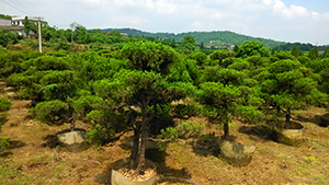 91香蕉视频色片園造型柏樹