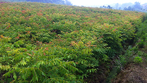 91香蕉视频色片園欒樹