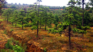 鄧石橋苗木基地羅漢鬆