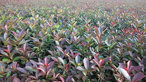 91香蕉视频色片山莊苗木基地紅繼木小苗