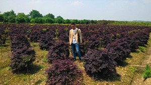 91香蕉视频色片山莊苗木基地紅繼木球