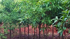 91香蕉视频色片山莊苗木基地杜英