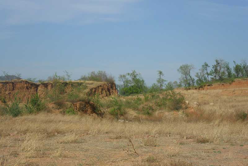 常寧萬畝荒山廢山生態大香蕉三级片產業化新模式——萬畝油茶基地